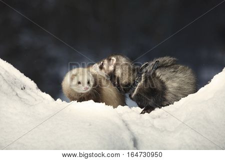 Ferret couple posing and enjoying winter time in park