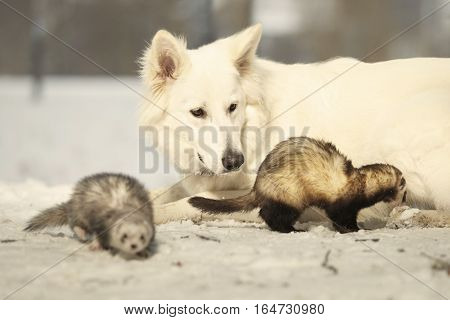 Ferret couple posing and enjoying winter time in park with white shepperd
