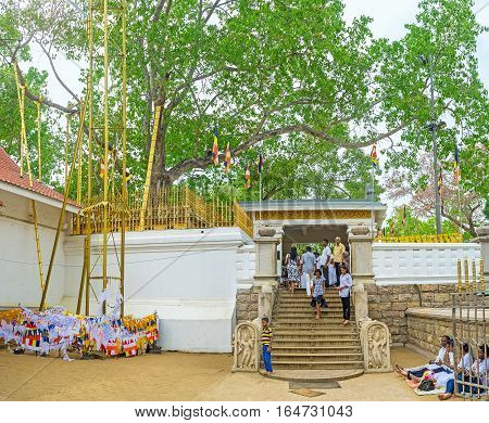 ANURADHAPURA SRI LANKA - NOVEMBER 26 2016: The heavy branches of Bodhi Tree proped up with golden support construcions on November 26 in Anuradhapura.
