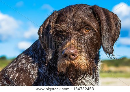 German Wirehaired Pointer. Hunting dog on sunny day