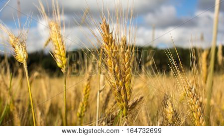 Wheat field on July before harvesting. Healthy lifestyle concept