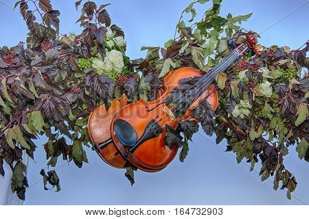 Violins and nature. music and harmony concept