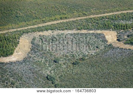 Closeup of firebreak near pine tree forest