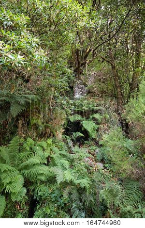 Tropical forest in the mountains on Madeira island . Portugal