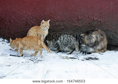 A few stray cats sitting near the wall of the old house. Cats eat food which is next sprinkled on the snow.