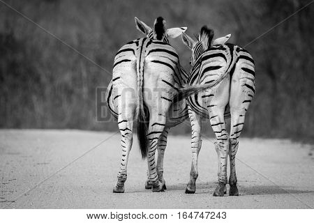 Two Bonding Zebra.
