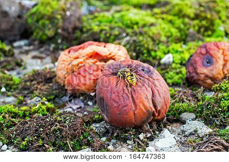 A hornet eating rotten apple, closeup view.