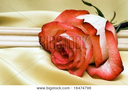red rose with water drops on golden satin