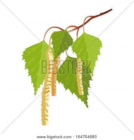 Birch with leaves and buds isolated on white background. Realistic vector detailed illustration of greenery foliage of birch tree in springtime. Botanical leafage widely used in medicine