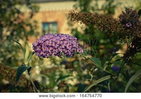 Buddleja Davidii Butterfly Bush In Bloom