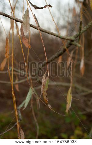 Long orange leaves on hanging branches in bleak afternoon light with sky in background