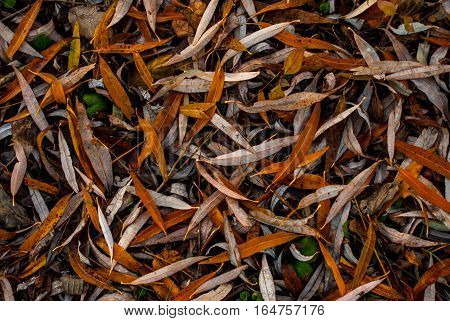 Long orange leaves scattered evenly on floor