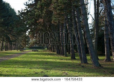 Boulevard of Pines in winter with grass ground and shadows