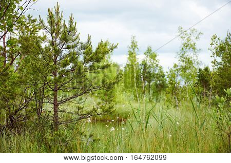Moscow region forest during cloudy day summertime