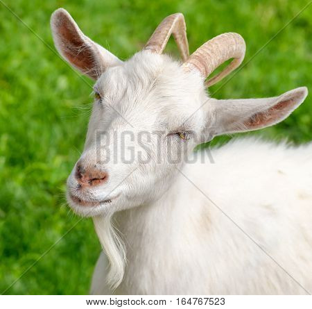 The portrait of funny goat with  beard on background of green grass on the goat farm. White female goat on a background fresh bright greenery.