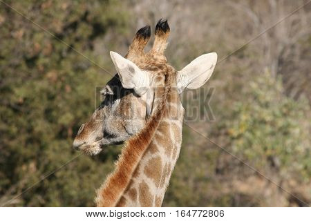 A girrafe roaming free in the wildlife