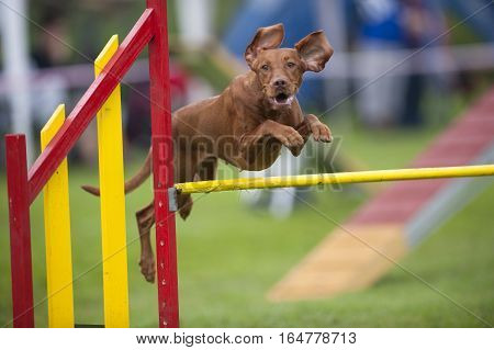 Hungarian Pointer Viszla jumping over yellow hurdle on agility competition. He has funny flying ears and very happy expression on his face.