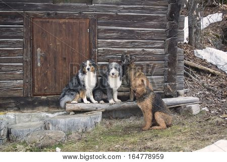Pack of purebred dogs: australian shepherd, bearded collie, belgian malinois, airdale terrier resting in front of old wooden cabine with nice wooden door. Scene of nice autumn brown colors.