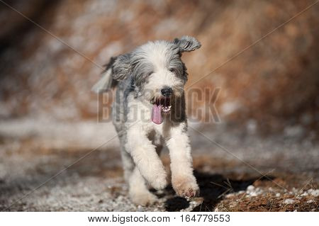 Happy purebred dog bearded collie running. He has short coat, blue with white markings. Portrait of bearded collie, hair cut ready for winter