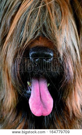 Briard sheepdog face with the tongue out