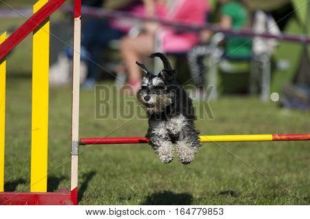 Cute Miniature Schnauzer jumping over agility pole on competition