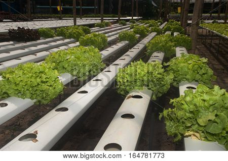 Hydroponics is a subset of hydroculture, the method of growing plants without soil, using mineral nutrient solutions in a water solvent. Terrestrial plants may be grown with only their roots exposed to the mineral solution.