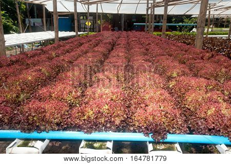 Hydroponics is a subset of hydroculture, the method of growing plants without soil, using mineral nutrient solutions in a water solvent. Terrestrial plants may be grown with only their roots exposed to the mineral solution.