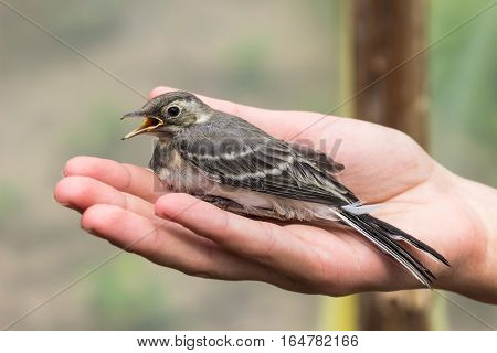 Beautiful tree pipit bird with open beak  in woman's hand