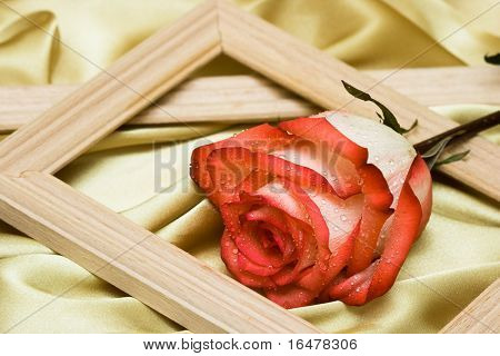 red rose with water drops on golden satin
