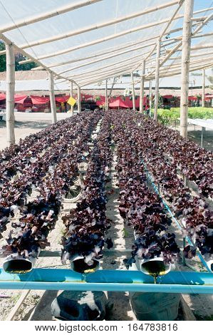 Hydroponics is a subset of hydroculture, the method of growing plants without soil, using mineral nutrient solutions in a water solvent. Terrestrial plants may be grown with only their roots exposed to the mineral solution.