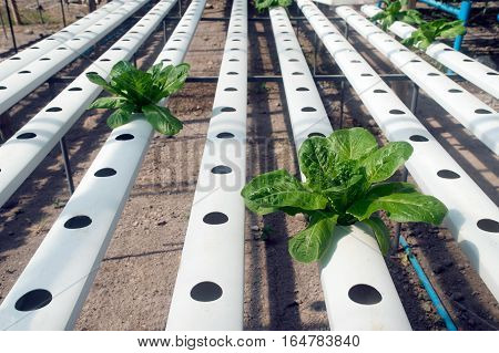 Hydroponics is a subset of hydroculture, the method of growing plants without soil, using mineral nutrient solutions in a water solvent. Terrestrial plants may be grown with only their roots exposed to the mineral solution.