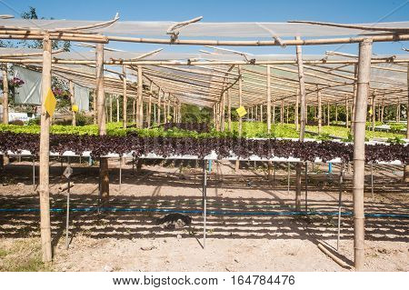 Hydroponics is a subset of hydroculture, the method of growing plants without soil, using mineral nutrient solutions in a water solvent. Terrestrial plants may be grown with only their roots exposed to the mineral solution.