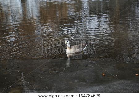 Goose swimming in the river at the edge of the ice