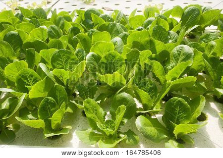 Hydroponics is a subset of hydroculture, the method of growing plants without soil, using mineral nutrient solutions in a water solvent. Terrestrial plants may be grown with only their roots exposed to the mineral solution.