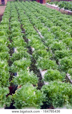 Hydroponics is a subset of hydroculture, the method of growing plants without soil, using mineral nutrient solutions in a water solvent. Terrestrial plants may be grown with only their roots exposed to the mineral solution.
