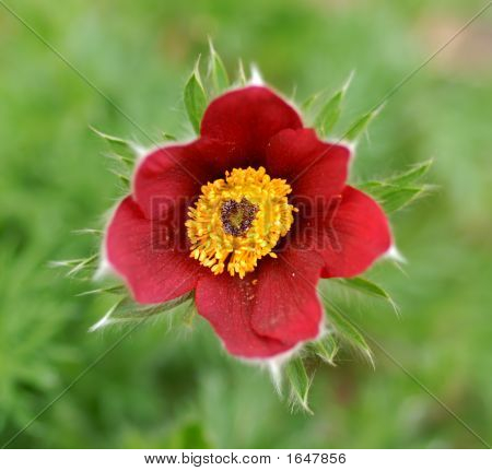 Crocus