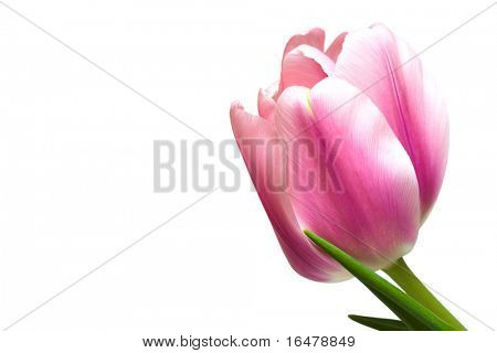 Close-up di bella rosa tulipano isolato su priorità bassa bianca