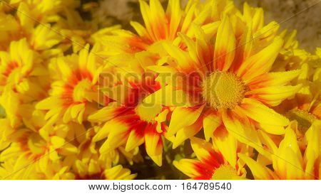 beautiful gazania flowers blooming on sunrise day