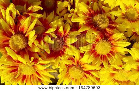 beautiful gazania flowers blooming on sunrise day