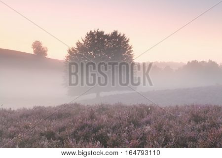 misty morning with tree and wildflowers Posbank Netherlands