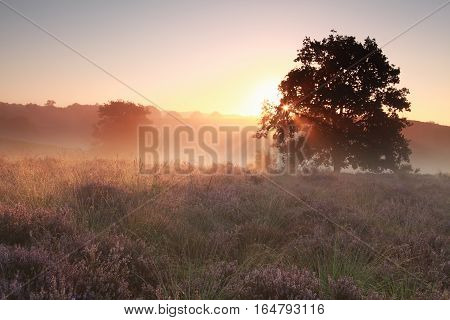 tranquil misty sunrise on heathland Gelderland Netherlands
