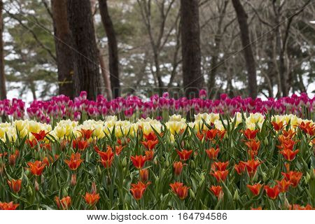 The Flower color Tulips
at Hitachi Park Tochigi Japan
