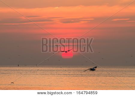 nature background in sunset time with Seagulls flying