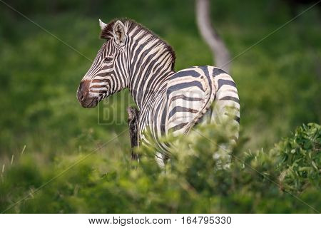 Zebra Starring At The Camera.
