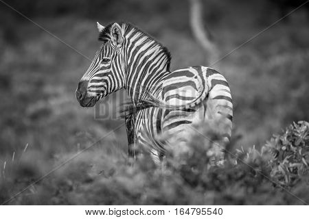 Zebra Starring At The Camera In Black And White.