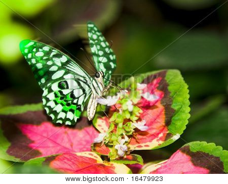 motyl flittering skrzydła na liściu