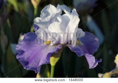 Krásné Iris