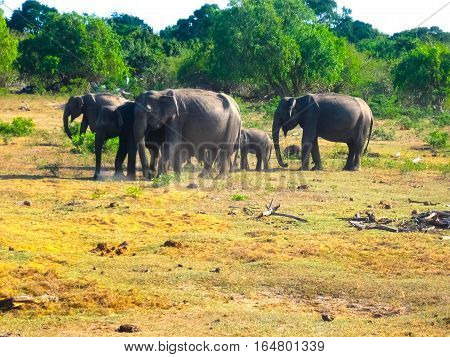 Sri lanka: group of elephants in Pinnawala the largest herd of captive elephants in the world