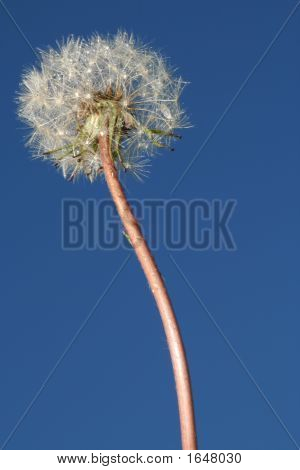 Mælkebøtte