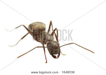 Ant
